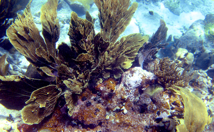 A complicated example of a soft coral sea fan