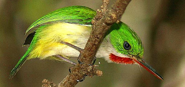 Animales Del Yunque