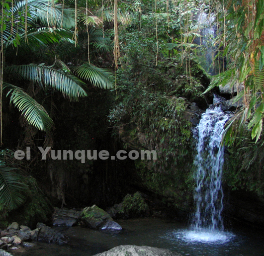 El Yunque National Rain Forest Puerto Rico The El Yunque National Forest is 