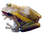 Coqui frog of Puerto Rico