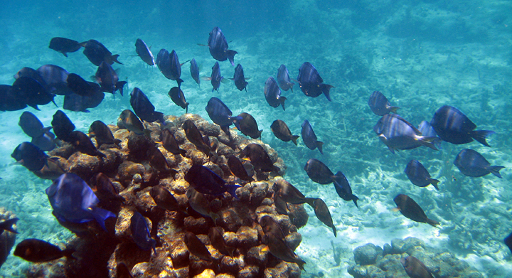 Blue Tang move on in unison after feeding on Lobos reef behind Icacos