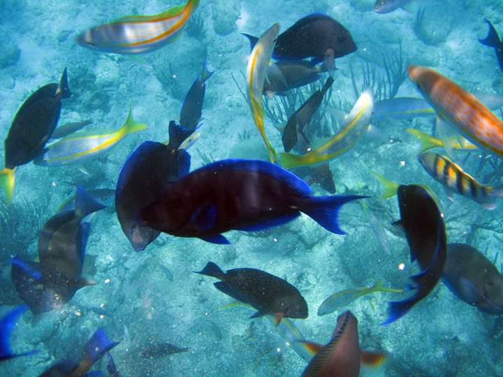 Blue Tang, Yellow Tails , Sargeat Majors and every other Caribbean reef fish imaginable