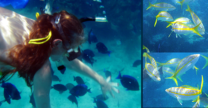 snorkeling with blue tang and yellowtail