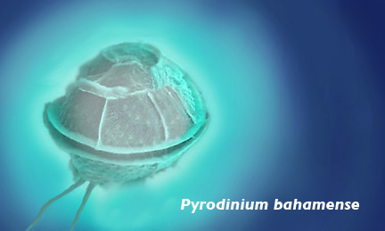 Bioluminescence and the Pyrodinium bahamense Puerto Rico biobays