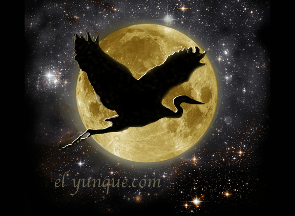 night heron flying over the moon in Puerto Rico