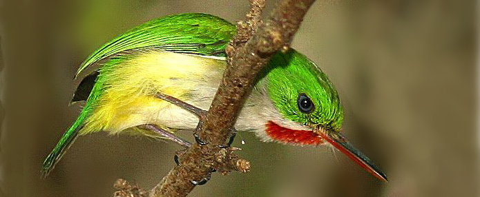 Birdwatching/Puerto-Rico/rainforest/birds/todusmexicanus/tody