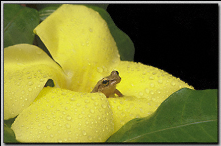 coqui perched in a Canarion flower Puerto Rico