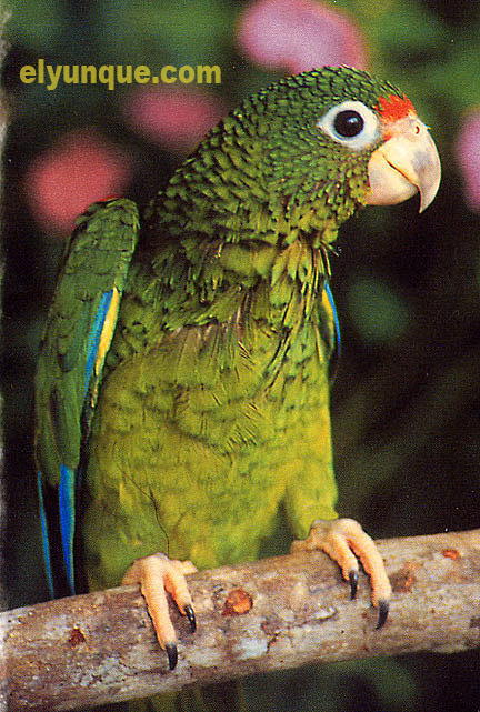 Puerto Rican Parrot Amazona Vittata endangered species