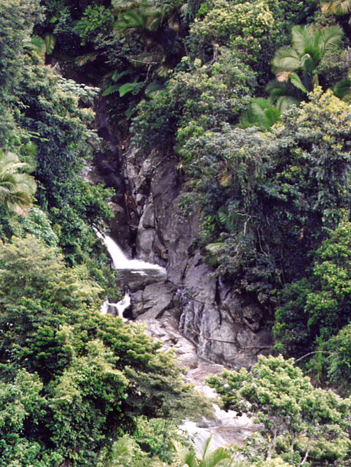 waterfall in the Sierra Palm forest/ El Yunque rain forest Puerto Rico