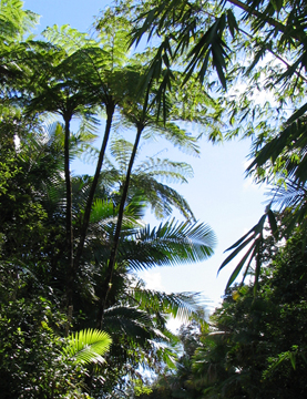 Giant Tree ferns are prevalent in the rainforest