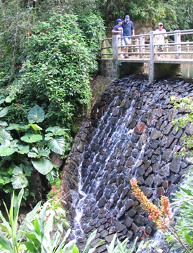El Yunque rainforest walkway