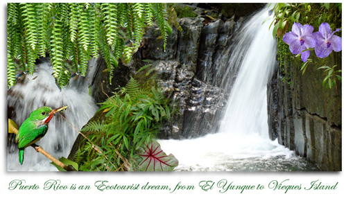 waterfalls at juan diego Puerto Rican tody in el yunque
