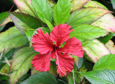 Hibiscus flowers were planted in the rainforest