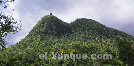 Mt.Britton tower on a peak in the El Yunque rainforest