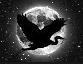 Night Heron over moon