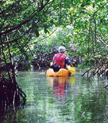 canls through the red mangrove forest and laggons