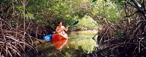 Kayaking the mangrove canals in Vieques
