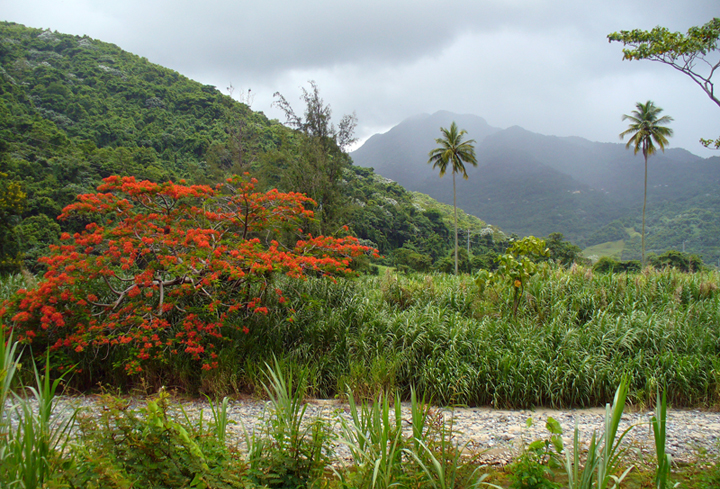 Flamboyan trees are spectacular in June and July in Puerto Rico 