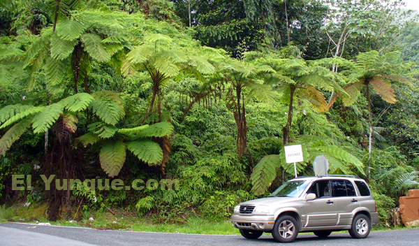 giant tree ferns in the forests of puerto Rico