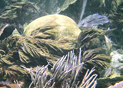 gorgonian soft corals