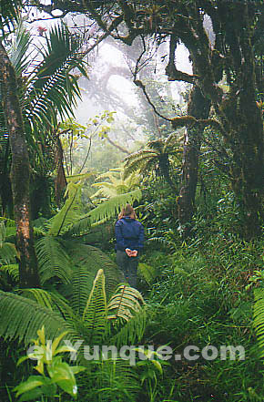The dwarf forest in el yunque path to la roca